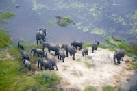 Elephants in the Okavango Delta